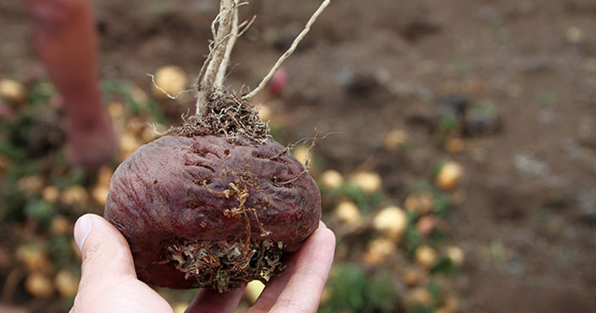 maca rouge
