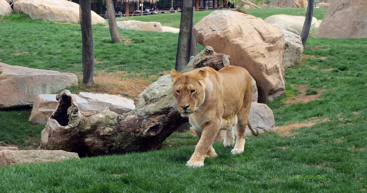 zoo en auvergne